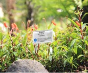 Taman Tematik Gesneriaceae Kebun Raya Cibodas LIPI